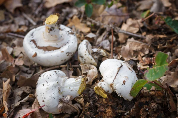 Cut Fresh Champignons Heap Dry Leaves Autumn Seasonal Mushrooms Hunting — Stock Photo, Image