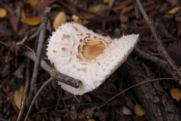 Vit Champignon Höstskogen Bland Torra Blad Säsongsvamp Jakt Falla Natur — Stockfoto