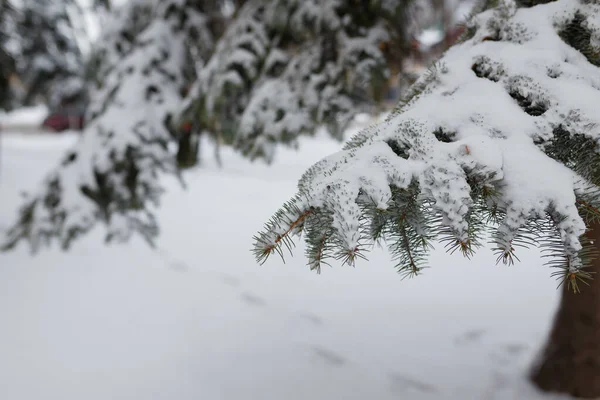 冷杉枝叶被雪覆盖 — 图库照片