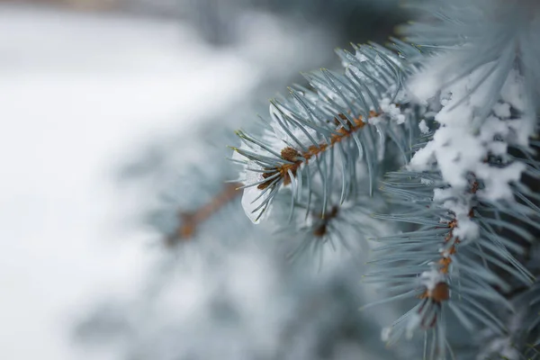 Fir Tree Branches Covered Snow Winter Day Close Copy Space — Stock Photo, Image