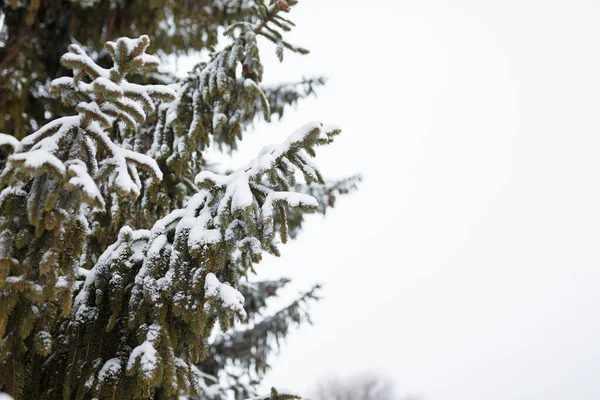 冷杉树枝被雪覆盖着 复制空间 — 图库照片