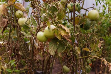 Çalıların üzerinde olgunlaşmamış yeşil domatesler yetiştirmeye odaklanmış. taze organik tarım sebzeleri, sağlıklı yiyecekler, mevsimlik hasat