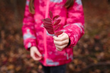 Pembe ceketli küçük bir kız, elinde kırmızı yapraklı bir dalla sonbahar ormanının arka planında.