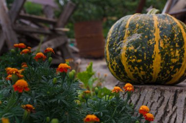 Kadife çiçeği arka planında büyük çizgili balkabağı. Organik taze çiftlik sebzeleri, mevsimlik sonbahar hasadı, vejetaryen yemekleri, sağlıklı beslenme.
