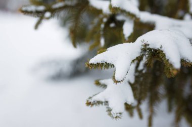 Firavun ağacı dalları kış günü karla kaplıdır. Kapat, boşluğu kopyala.