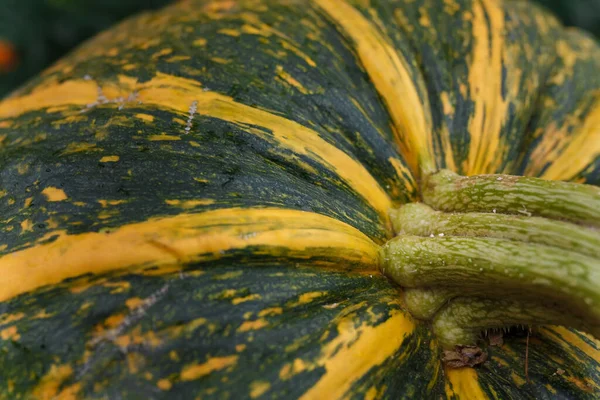 Çizgili Sarı Yeşil Balkabağı Yakın Çekim Bahar Hasadı Mevsimlik Sebzeler — Stok fotoğraf
