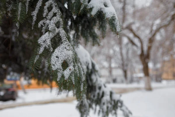 Branches Sapin Couvertes Neige Jour Hiver Fermer Copier Espace — Photo