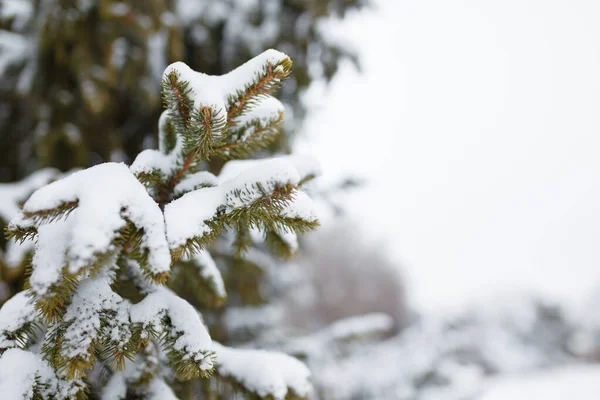 Fir Tree Branches Covered Snow Winter Day Close Copy Space — Stock Photo, Image
