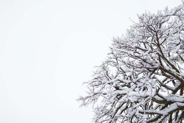Гілки Дерев Покриті Снігом Зимовий День Крупним Планом Місце Копіювання — стокове фото