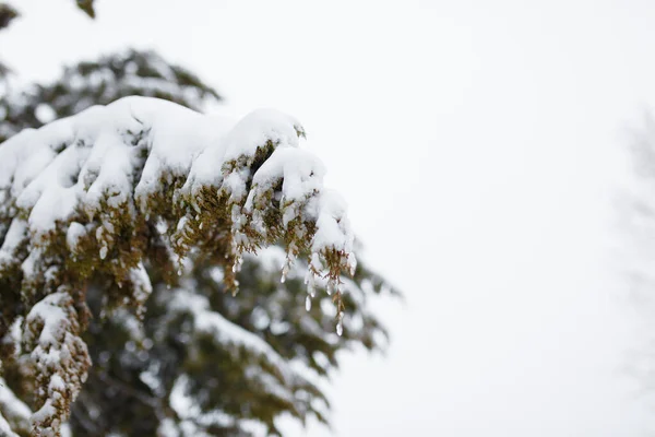 冬日里 苏佳的枝条被雪覆盖着 复制空间 — 图库照片