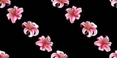 Pembe kaplan zambaklarının kusursuz deseni, elle çizilmiş suluboya resim elementi siyah arkaplanda izole edilmiş.