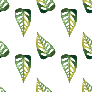 Monstera ve philodendron suluboya yapraklarının kusursuz deseni beyaz arkaplana çizilmiş.