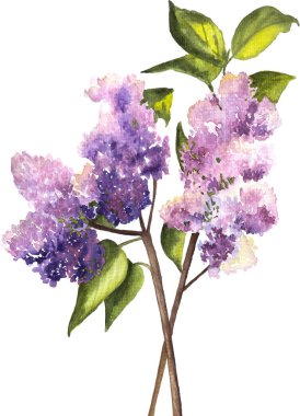 Taze yeşil yapraklı iki çiçek dalı suluboya çizimi, beyaz arkaplana çizilmiş el yazısı.