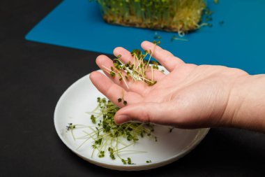 Erkek avuç içi roka mikroyeşil lahanası hasadı gösteriyor. Mavi hasırda mikroyeşil, yakın çekim.