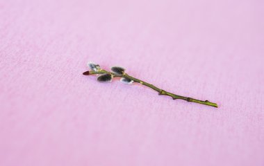 söğüt dalı pembe bir arka plan üzerinde