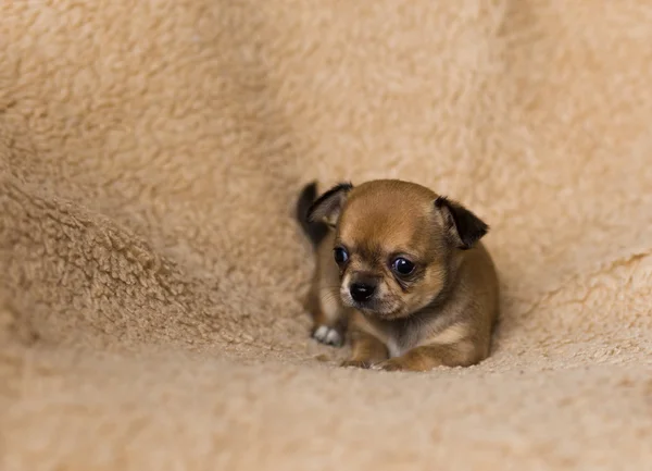 Cachorro chihuahua pequeño — Foto de Stock