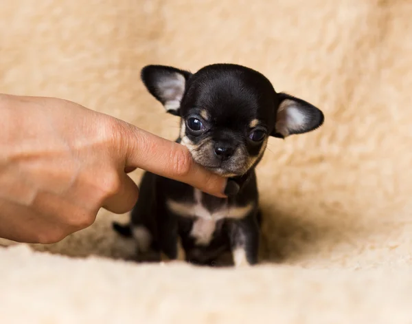 Kleiner Chihuahua-Welpe — Stockfoto