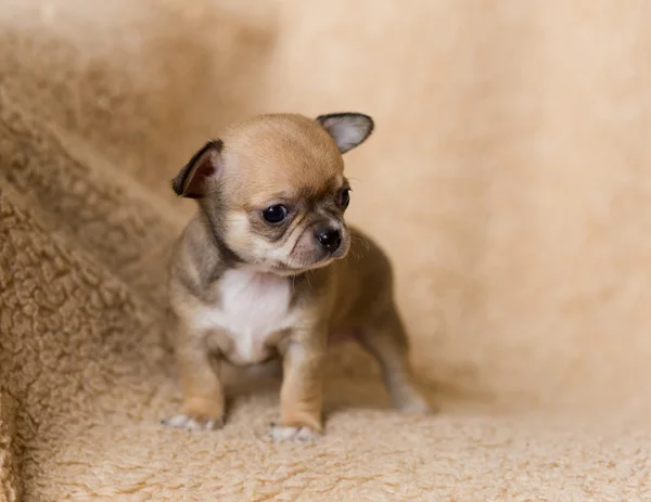 Cachorro chihuahua pequeño — Foto de Stock