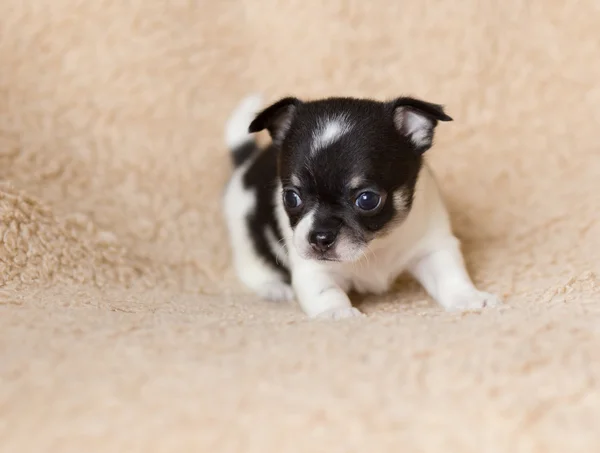 Cachorro chihuahua pequeño — Foto de Stock