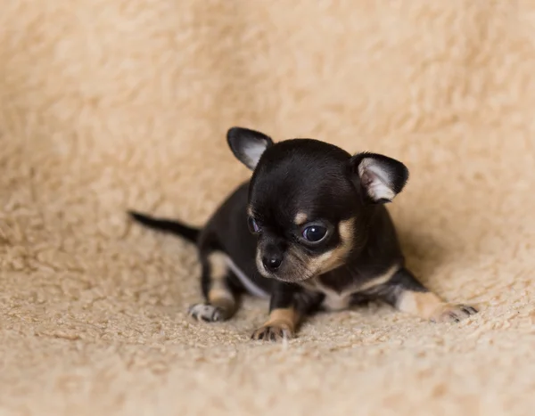 Küçük chihuahua yavrusu — Stok fotoğraf