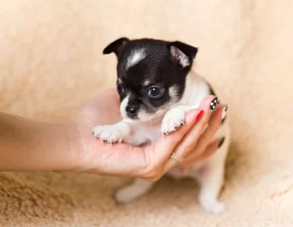 Cachorro chihuahua pequeño — Foto de Stock