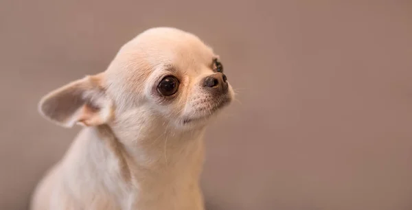 Little Cute Dog Chihuahua Gray Background — Stock Photo, Image