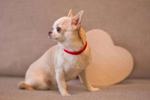 Pequeño Perro Chihuahua Medio Del Corazón Composición Del Día San — Foto de Stock