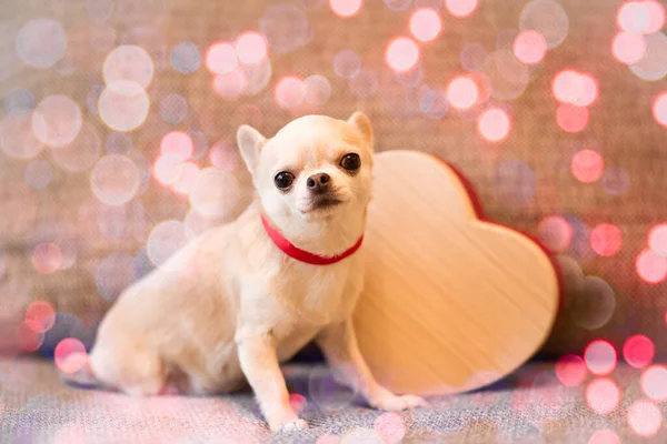Petit Chien Chihuahua Dans Cœur Composition Saint Valentin Bokeh — Photo