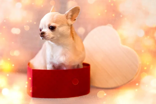 Petit Chien Chihuahua Beige Assis Dans Une Boîte Forme Cœur — Photo