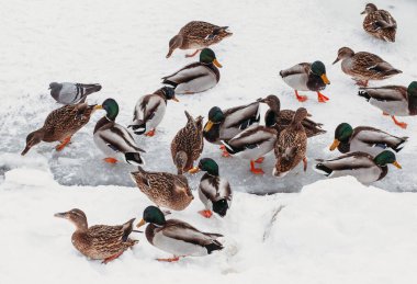 Kışın nehirde bir sürü ördek olur.