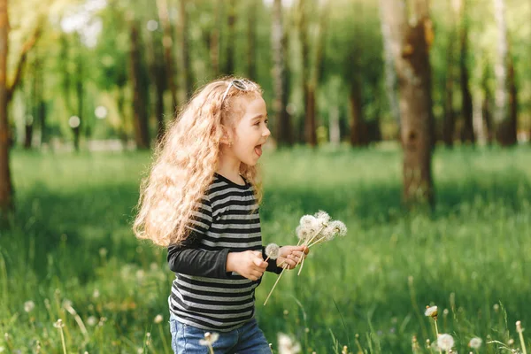 Маленька Смішна Дівчинка Збирає Білі Кульбаби Парку Влітку — стокове фото