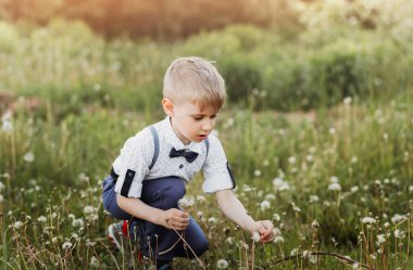Little boy collects white dandelions in summer in park