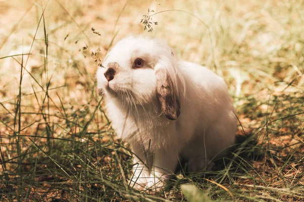 Flauschiges Weißes Kaninchen Sitzt Sommer Der Natur Gras — Stockfoto