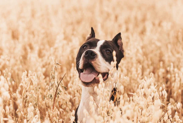 Pes Pitbull Procházky Létě Přírodě — Stock fotografie