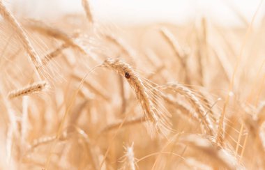 Uğur böceği buğday sapına oturur.