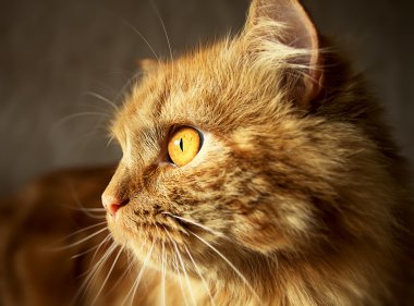 Turuncu gözlü kırmızı kabarık kedi