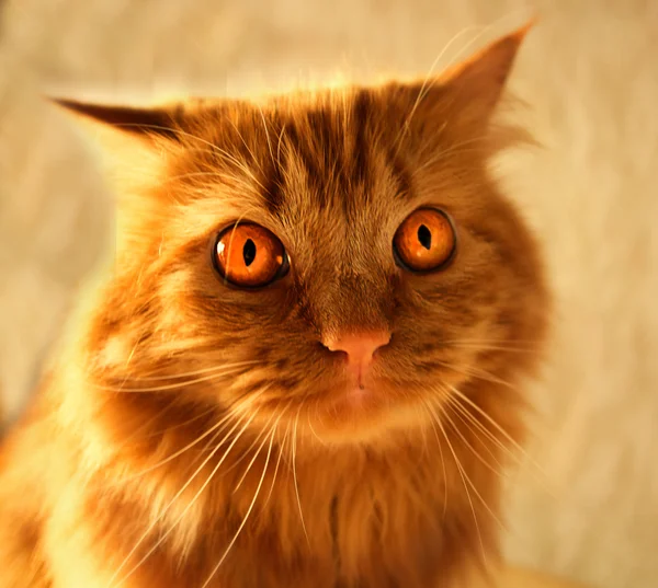 オレンジ目赤フワフワした猫 — ストック写真