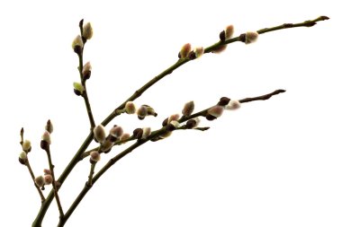 Söğüt dalı beyaz zemin üzerine