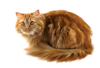 Turuncu gözlü kırmızı kabarık kedi