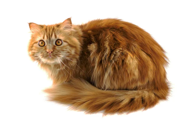 Red fluffy cat with orange eyes — Stock Photo, Image