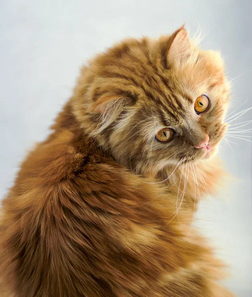 Turuncu gözlü kırmızı kabarık kedi