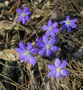 Bahar ormanında mavi kar damlaları
