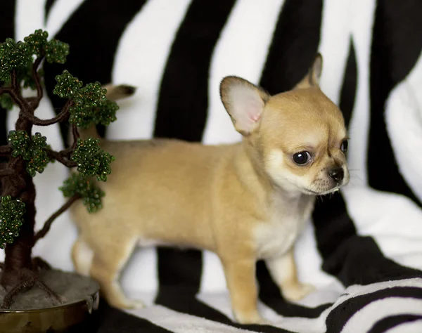 Küçük chihuahua yavrusu — Stok fotoğraf