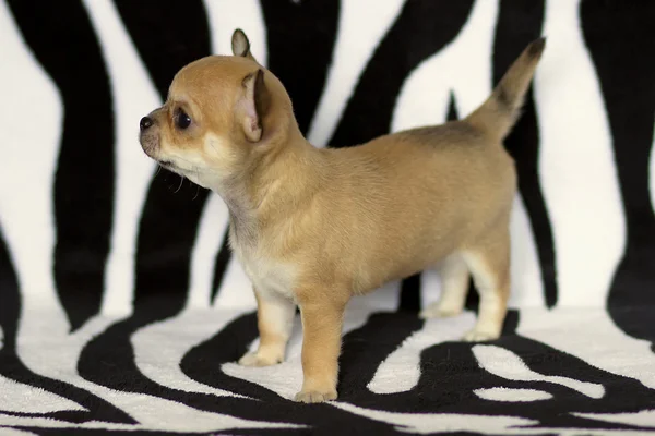 Liten chihuahua valp — Stockfoto