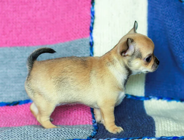 Cachorro chihuahua pequeño — Foto de Stock