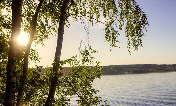 晴れた日に湖の背景の木 — ストック写真