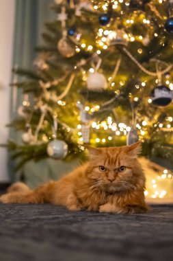 Tüylü bir kızıl kedi, Noel ağacının altında bir odada yatıyor. Tatiller ve evcil hayvanlar