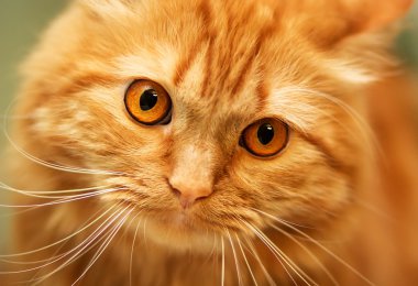 Turuncu gözlü kırmızı kabarık kedi