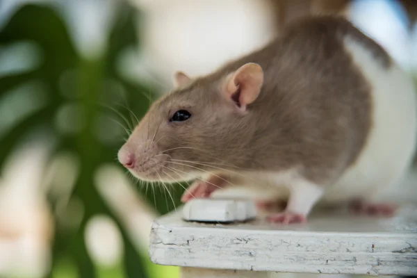 Szczur myje, biały, szary, długi ogon — Zdjęcie stockowe