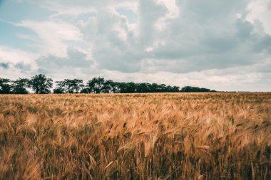 buğday alan peyzaj, tarım, gökyüzü
